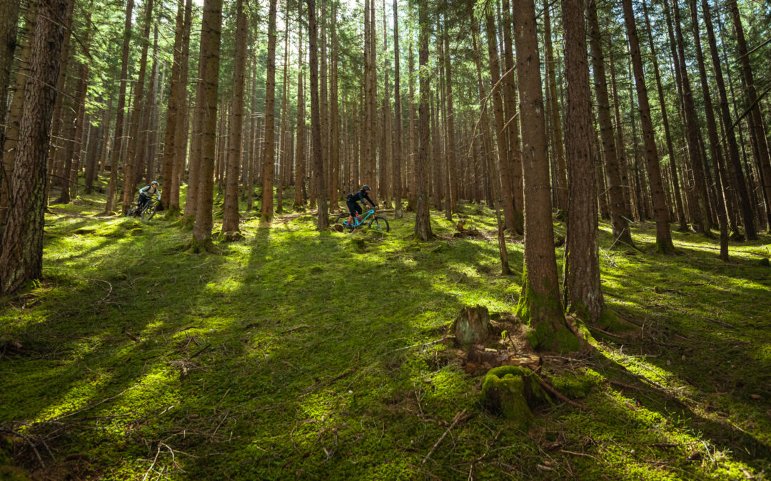 TREERUNS COMMUNITY WEEKEND 3.0